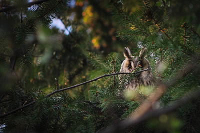 Pine tree in forest