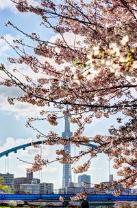 Close-up of tree with city in background