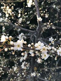 Close-up of white cherry blossoms in spring