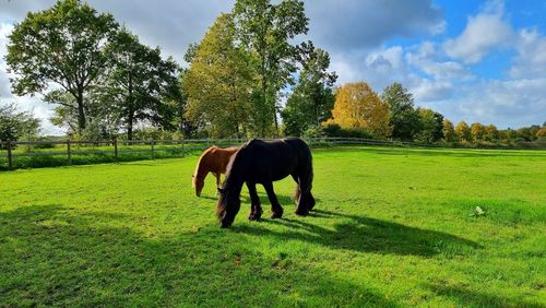 Horses on grassy field