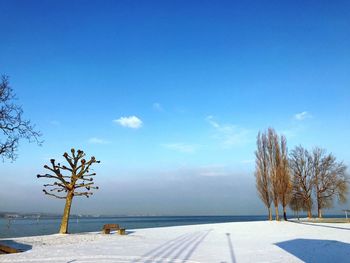 Trees by road against blue sky during winter