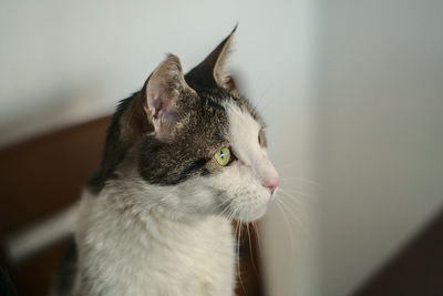 Close-up of a cat looking away at home