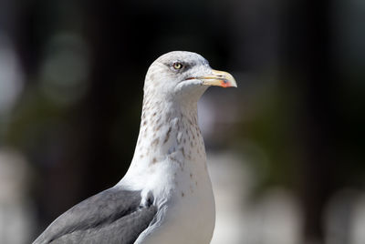 Close-up of bird