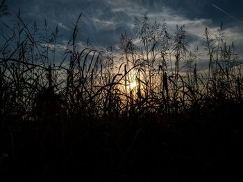 Close-up of silhouette plants against sky