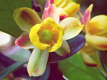 Close-up of yellow flowers