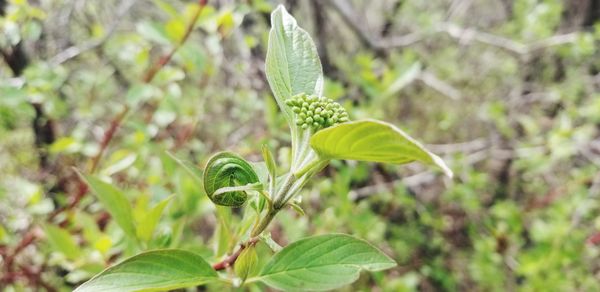 Close-up of green plant