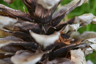 Close-up of plant against blurred background