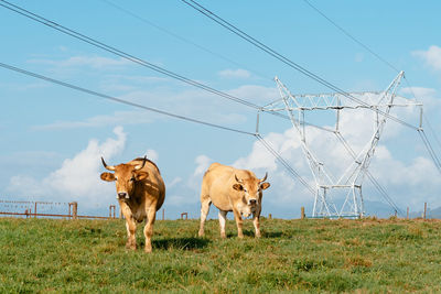 Cows grazing in farm