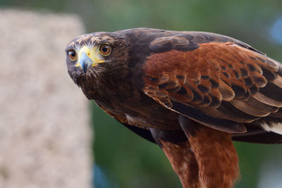 Close-up portrait of eagle