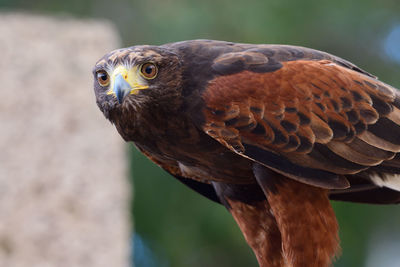 Close up of a harris hawk