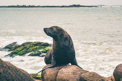 Close-up of sea lion sitting on rock at beach