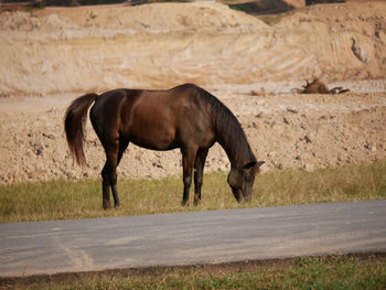 Horse standing on field