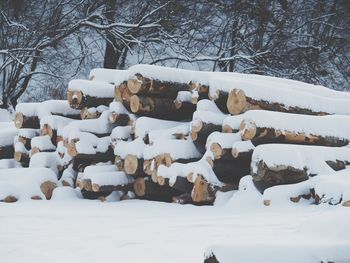 Snow covered bare trees