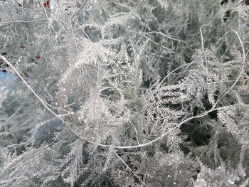 Low angle view of spider web on tree during winter