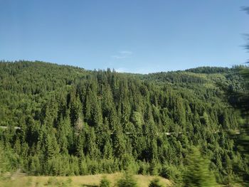 Scenic view of pine trees against sky