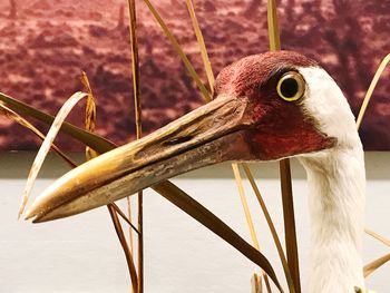 Close-up of bird perching outdoors