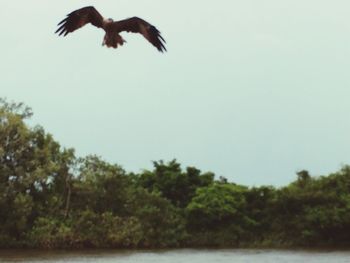 Birds flying over white background