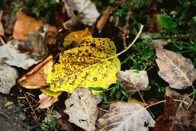 Close-up of yellow autumn leaves