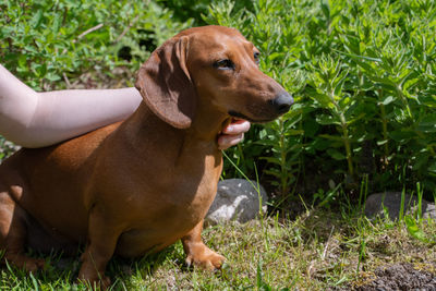 Dog sitting in field