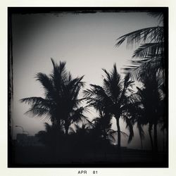 Low angle view of palm trees