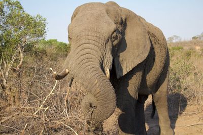 Close-up of elephant on field