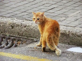 Close-up of cat