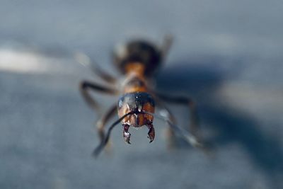 Close-up of fly