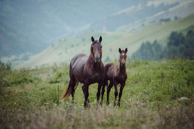 Horses on a field in the mountains