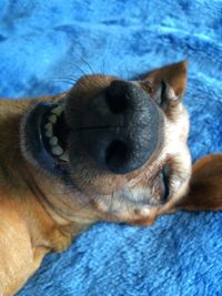 Close-up of dog against sky