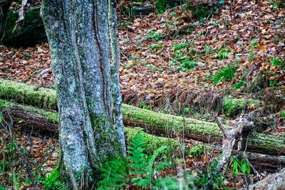 Trees growing in forest