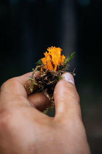 Close-up of hand holding small flower