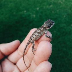 Cropped hand holding small lizard