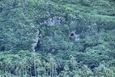 Trees growing outdoors