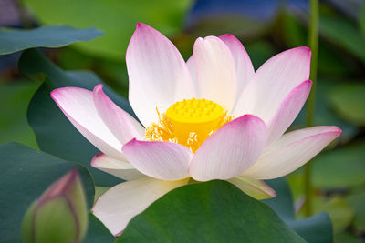 Close-up of water lily