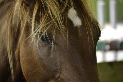 Close-up of horse