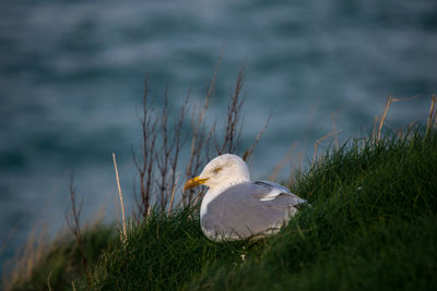 Close-up of seagull perching on grass