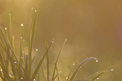 Close-up of wet grass