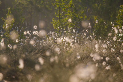 A beautiful swamp landscape full of cotton-grass flowers in morning. spring scenery.