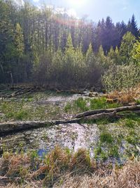 Scenic view of river in forest