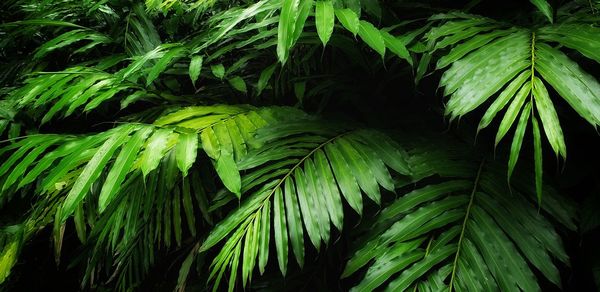 Full frame shot of palm leaves