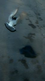Bird in water