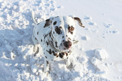 Portrait of a dog in snow