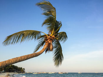 Low angle view of palm tree over sea against blue sky