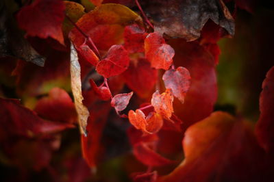 Close-up of red flowers