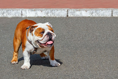 Large english bulldog looks up and from left to right, walks along the asphalt sidewalk, copy space.