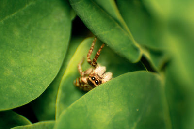 Close-up of insect on leaf