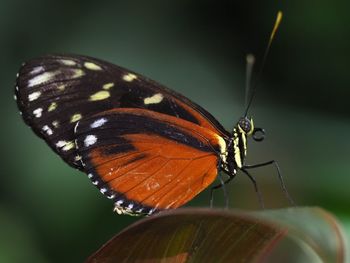 Close-up of butterfly perching on leaf