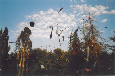 Plants and trees against sky