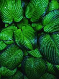 Full frame shot of green leaves on a rainy day. 