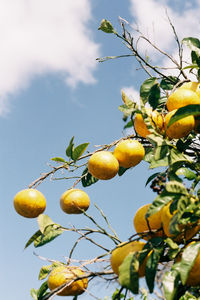 Low angle view of fruits on tree